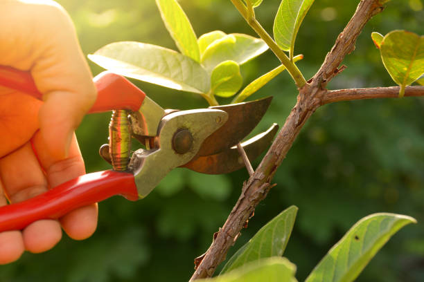 Best Lawn Watering Services  in USA